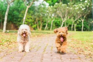 best hikes in colorado springs with dogs