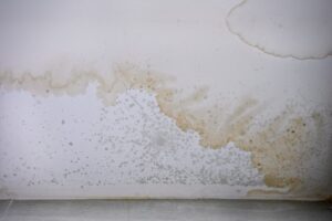 Mould stains on the ceiling