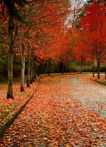 tree lined street