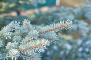 Spruce branch.